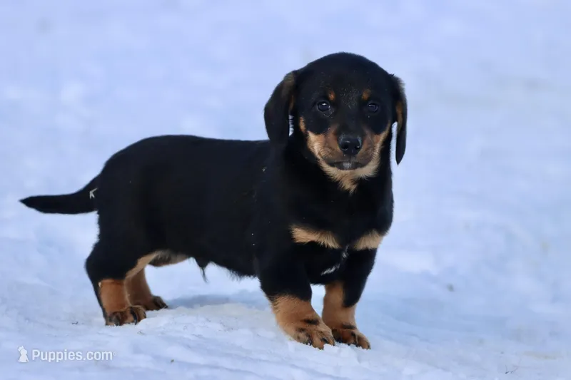 Sausage, a male Miniature Dachshund for sale in Grand Rapids, MI – Photo 1 of 4