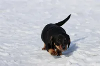 Sausage, a male Miniature Dachshund for sale in Grand Rapids, MI – Photo 2 of 4