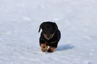 Sausage, a male Miniature Dachshund for sale in Grand Rapids, MI – Photo 4 of 4