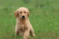 Nala, a female Golden Retriever for sale in Grand Rapids, MI – 4 of 4