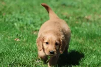 Bear AKC , a male Golden Retriever for sale in Grand Rapids, MI – 3 of 6