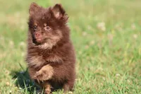 Brownies, a female Pomeranian for sale in Grand Rapids, MI – 6 of 6