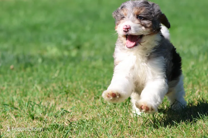 Blueberry Muffins  – Miniature Bernedoodle puppy for sale in Grand Rapids, MI