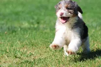 Blueberry Muffins , a male Miniature Bernedoodle for sale in Grand Rapids, MI – 1 of 5