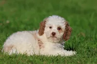 Sugar, a female Cavapoo and Cockapoo for sale in Grand Rapids, MI – 2 of 5