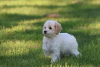 Caspian, a male Cavapoo and Cockapoo for sale in Grand Rapids, MI – 6 of 6