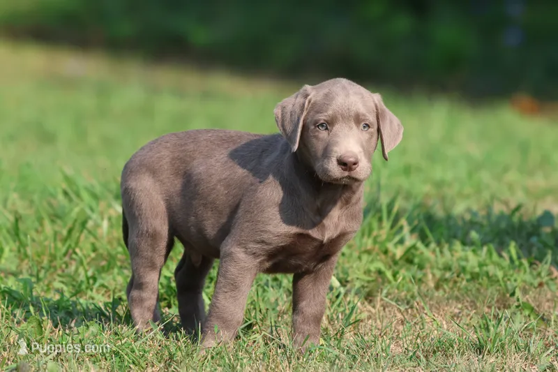 T-Rex AKC  – Labrador Retriever puppy for sale in Grand Rapids, MI