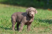 T-Rex AKC , a male Labrador Retriever for sale in Grand Rapids, MI – 1 of 4