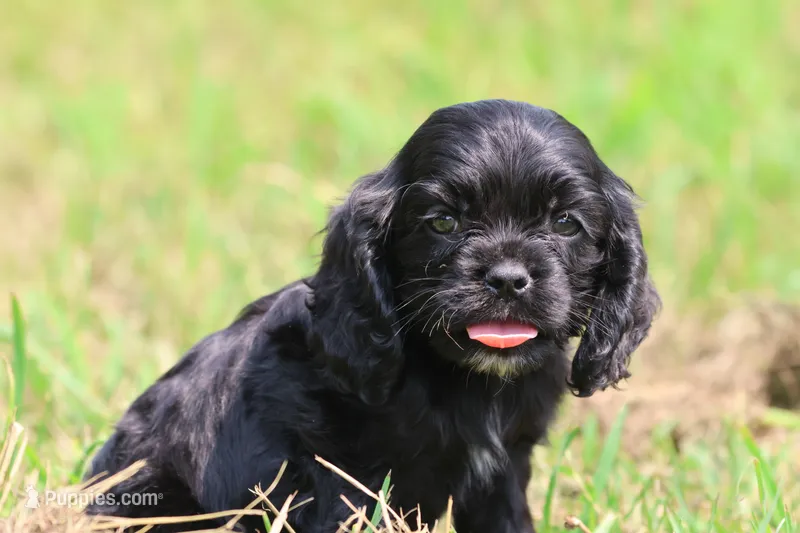Dream – Cocker Spaniel, Cavalier King Charles Spaniel puppy for sale in Grand Rapids, MI