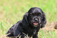 Dream, a male Cocker Spaniel and Cavalier King Charles Spaniel for sale in Grand Rapids, MI – 1 of 4