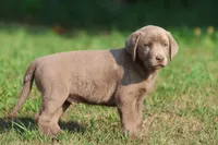 Crush, a male Labrador Retriever for sale in Grand Rapids, MI – 3 of 3
