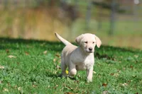 Banana Cream Pie AKC, a female Labrador Retriever for sale in Grand Rapids, MI – 7 of 7