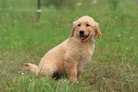 Milly, a female Golden Retriever for sale in Grand Rapids, MI – 2 of 5