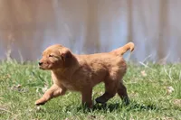Apple Pie AKC, a female Golden Retriever for sale in Grand Rapids, MI – Photo 4 of 5