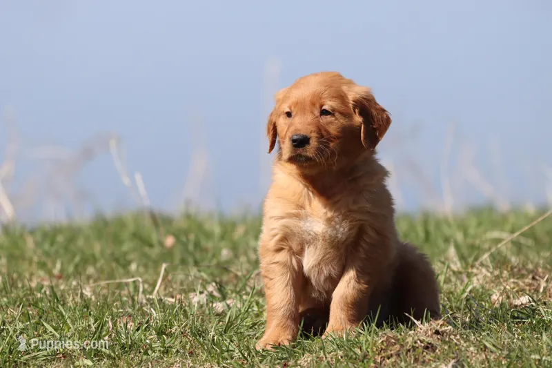 Apple Pie AKC – Golden Retriever puppy for sale in Grand Rapids, MI