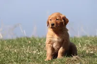 Apple Pie AKC, a female Golden Retriever for sale in Grand Rapids, MI – Photo 1 of 5