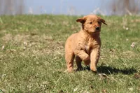 Apple Pie AKC, a female Golden Retriever for sale in Grand Rapids, MI – Photo 3 of 5