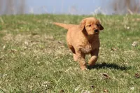 Apple Pie AKC, a female Golden Retriever for sale in Grand Rapids, MI – Photo 5 of 5