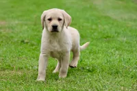 Bananas AKC, a male Labrador Retriever for sale in Grand Rapids, MI – 7 of 7