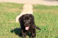 Bruce Wayne AKC , a male Labrador Retriever for sale in Grand Rapids, MI – 2 of 5