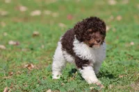 Coffee And Cream , a female Miniature Bernedoodle for sale in Grand Rapids, MI – 1 of 5