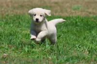 Ice Princess, a female Golden Retriever for sale in Grand Rapids, MI – 6 of 6
