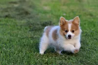 Flame, a male Pomeranian for sale in Grand Rapids, MI – 5 of 5
