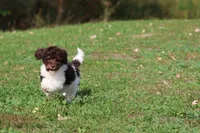 Coffee And Cream , a female Miniature Bernedoodle for sale in Grand Rapids, MI – 3 of 5