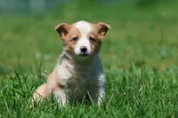Snickerdoodles, a male Pembroke Welsh Corgi for sale in Grand Rapids, MI – 5 of 5