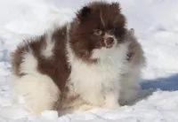 Bacon AKC, a male Pomeranian for sale in Grand Rapids, MI – Photo 4 of 7