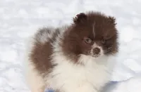 Bacon AKC, a male Pomeranian for sale in Grand Rapids, MI – Photo 1 of 7