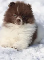 Bacon AKC, a male Pomeranian for sale in Grand Rapids, MI – Photo 7 of 7