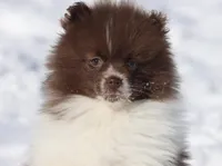 Bacon AKC, a male Pomeranian for sale in Grand Rapids, MI – Photo 3 of 7