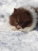 Bacon AKC, a male Pomeranian for sale in Grand Rapids, MI – Photo 6 of 7