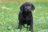 Baker AKC, a male Labrador Retriever for sale in Grand Rapids, MI – 4 of 5