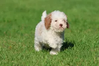 Sugar, a female Cavapoo and Cockapoo for sale in Grand Rapids, MI – 4 of 5