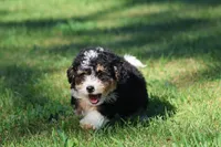Twizzler , a male Miniature Bernedoodle for sale in Grand Rapids, MI – 3 of 6
