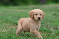 Molly AKC , a female Golden Retriever for sale in Grand Rapids, MI – 4 of 4