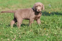 Brick AKC , a male Labrador Retriever for sale in Grand Rapids, MI – 5 of 5
