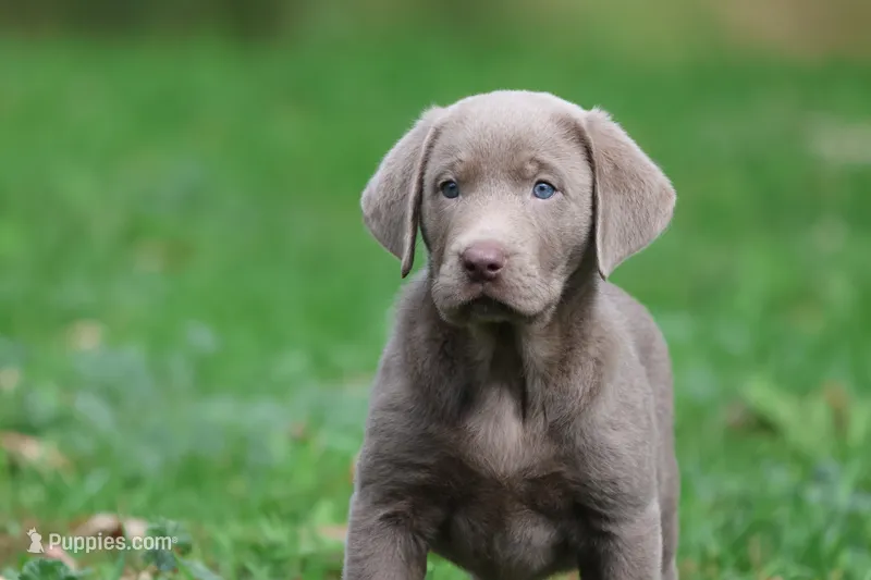 Hippo AKC – Labrador Retriever puppy for sale in Grand Rapids, MI