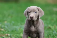 Hippo AKC, a male Labrador Retriever for sale in Grand Rapids, MI – 1 of 5