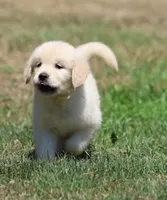 Darling, a female Golden Retriever and English Cream Golden Retriever for sale in Grand Rapids, MI – 3 of 5
