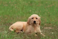 Milly, a female Golden Retriever for sale in Grand Rapids, MI – 4 of 5