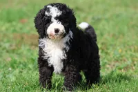 Snoopy Girl, a female Miniature Bernedoodle for sale in Grand Rapids, MI – 5 of 6