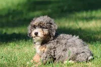 Pixie Stix , a female Miniature Bernedoodle for sale in Grand Rapids, MI – 3 of 4