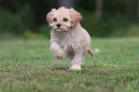 Dexter, a male Cavapoo for sale in Grand Rapids, MI – 7 of 7