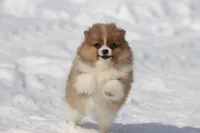 Pretty Boy, a male Pomeranian for sale in Grand Rapids, MI – Photo 2 of 8