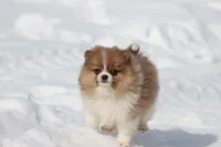 Pretty Boy, a male Pomeranian for sale in Grand Rapids, MI – Photo 5 of 8