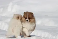 Pretty Boy, a male Pomeranian for sale in Grand Rapids, MI – Photo 6 of 8