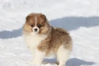 Pretty Boy, a male Pomeranian for sale in Grand Rapids, MI – Photo 4 of 8